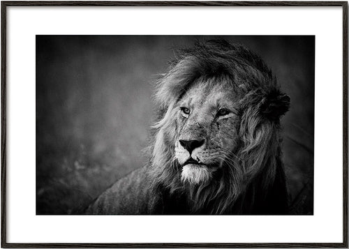 Retrato fotográfico de leão – Black Frame