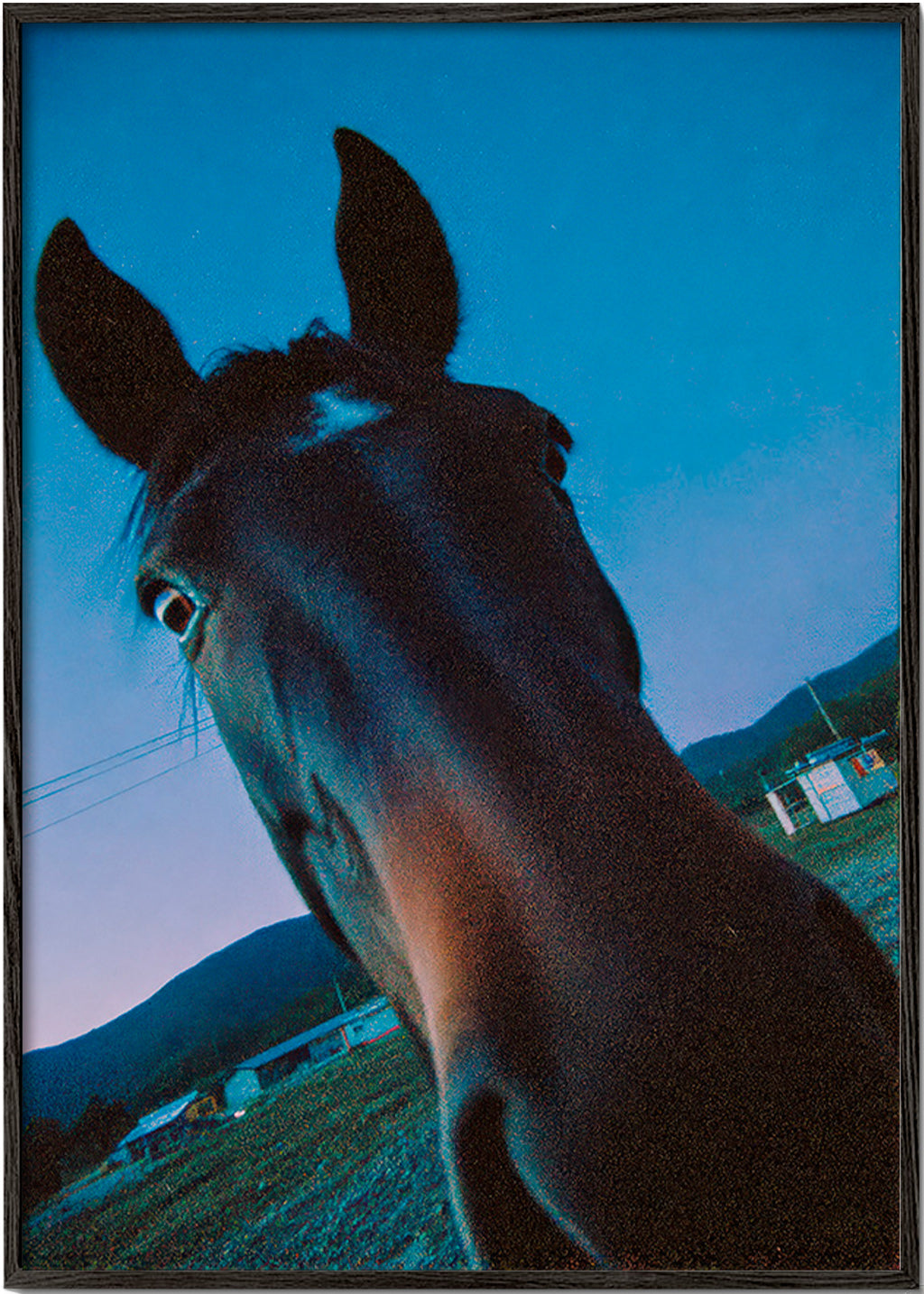 Obra cavalo close-up ao anoitecer