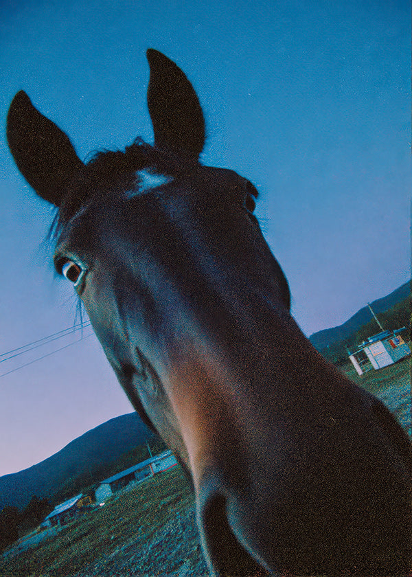 Obra cavalo close-up ao anoitecer