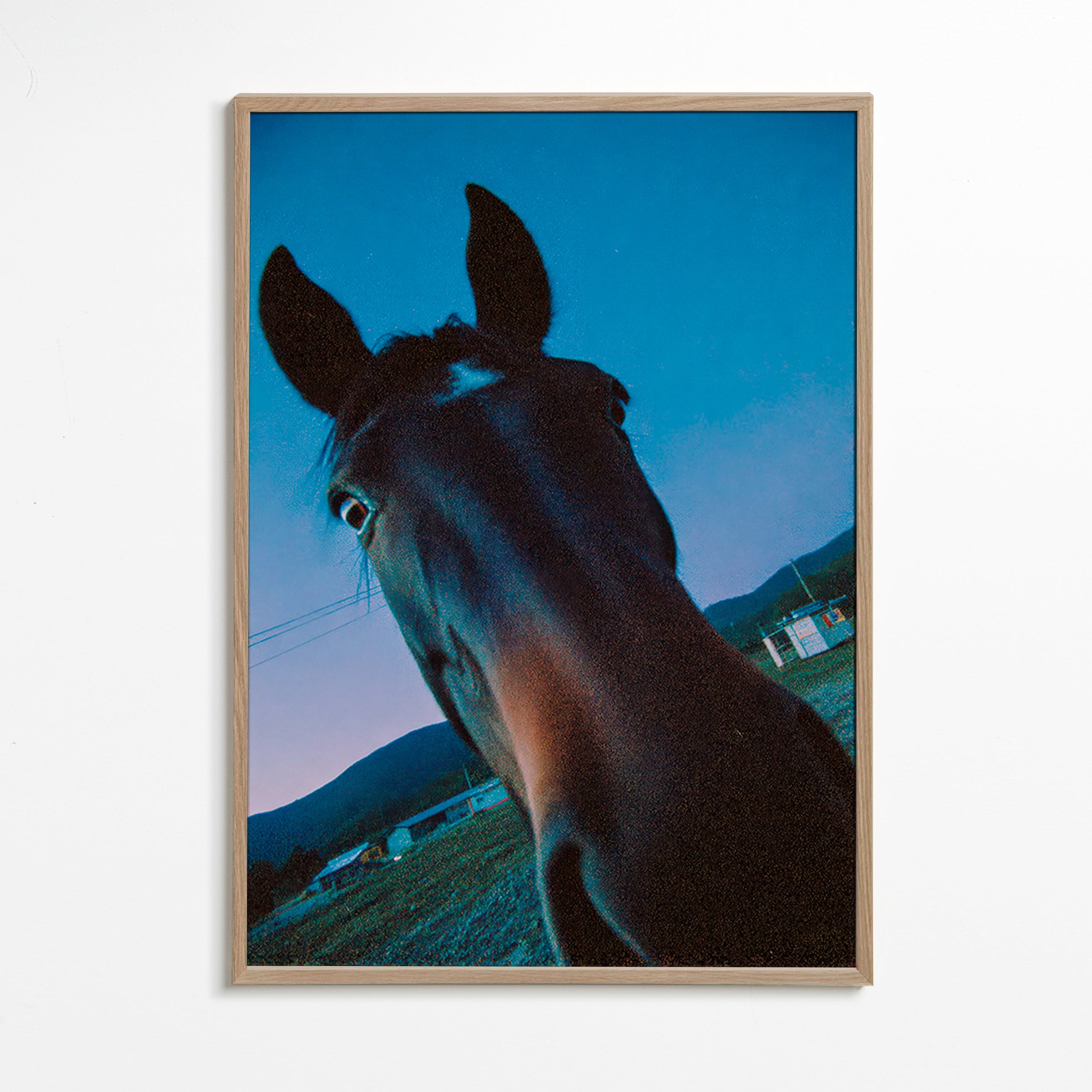 Obra cavalo close-up ao anoitecer