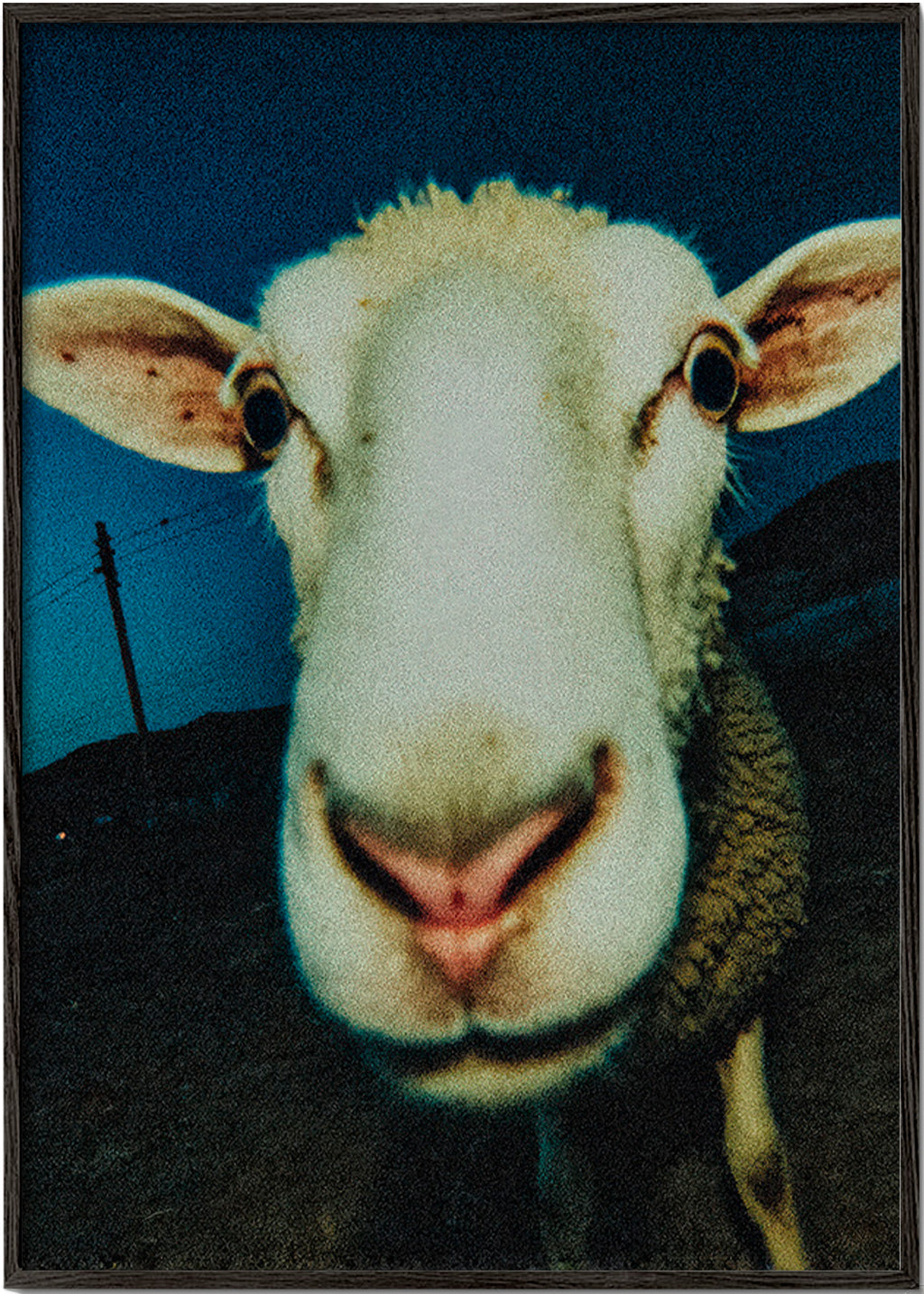 Retrato de ovelha em close