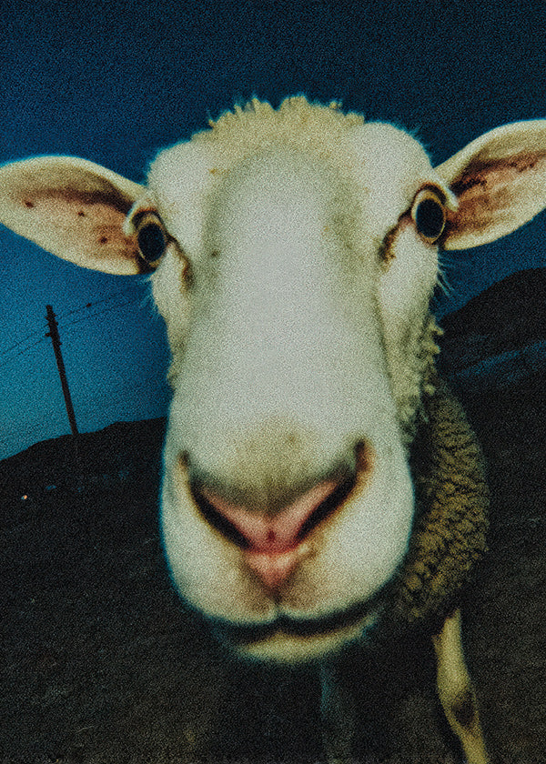 Retrato de ovelha em close