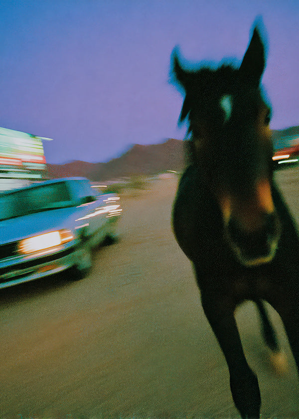 Quadro cavalo em movimento ao anoitecer