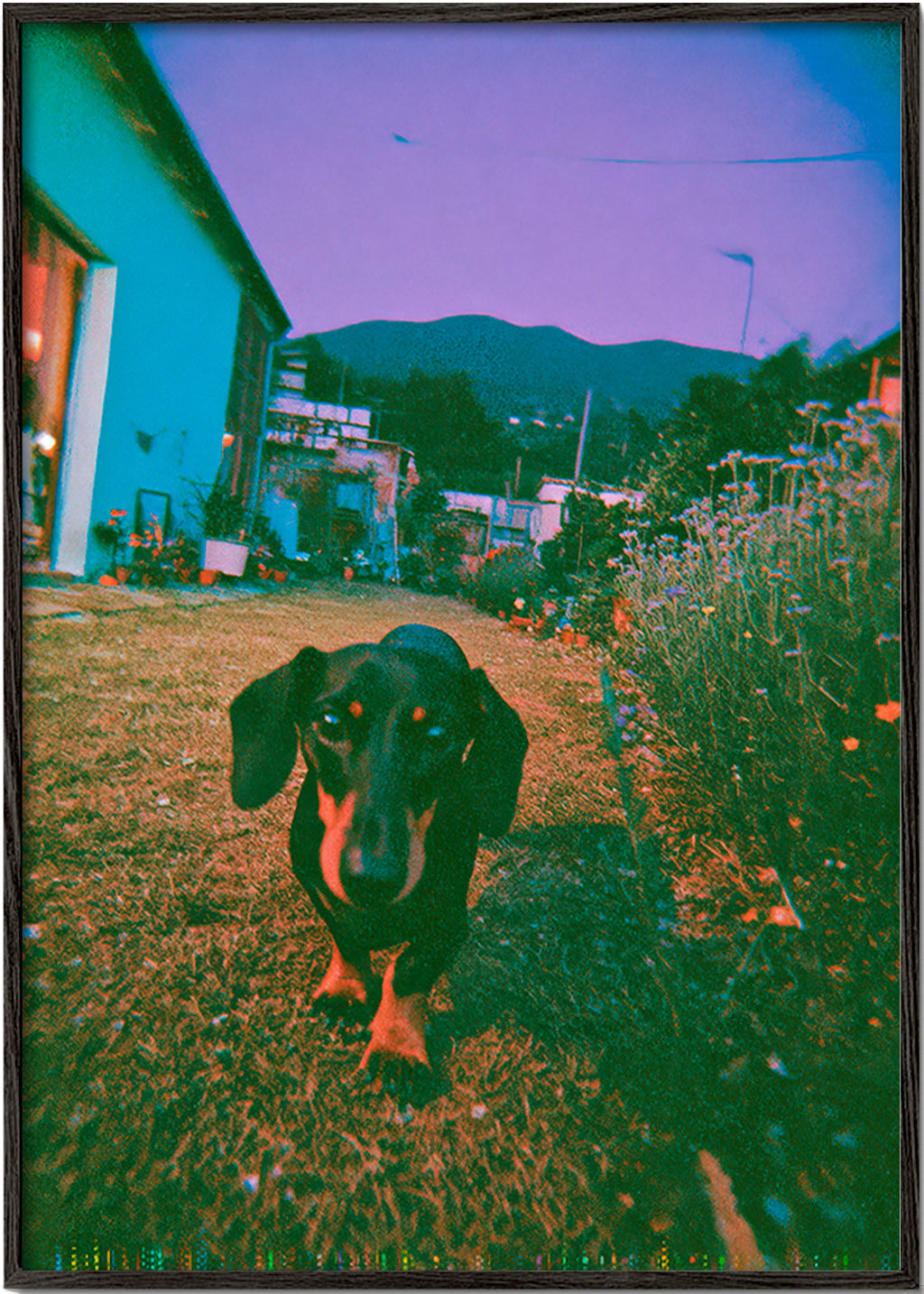Fotografia de cão ao anoitecer