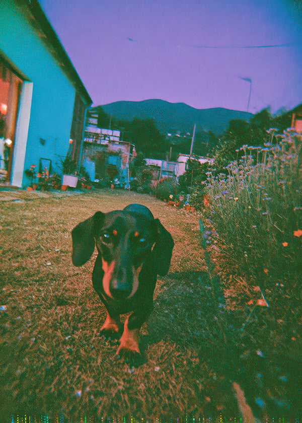 Fotografia de cão ao anoitecer