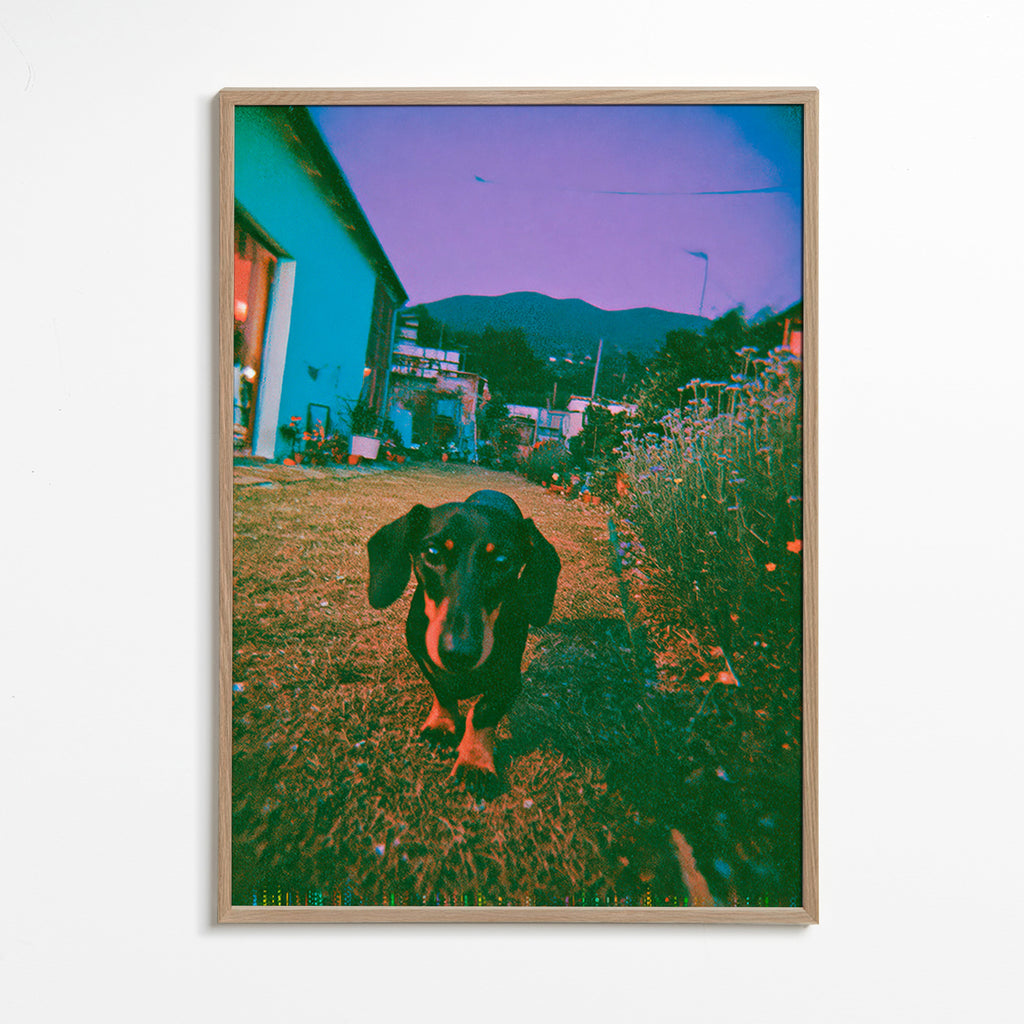 Fotografia de cão ao anoitecer