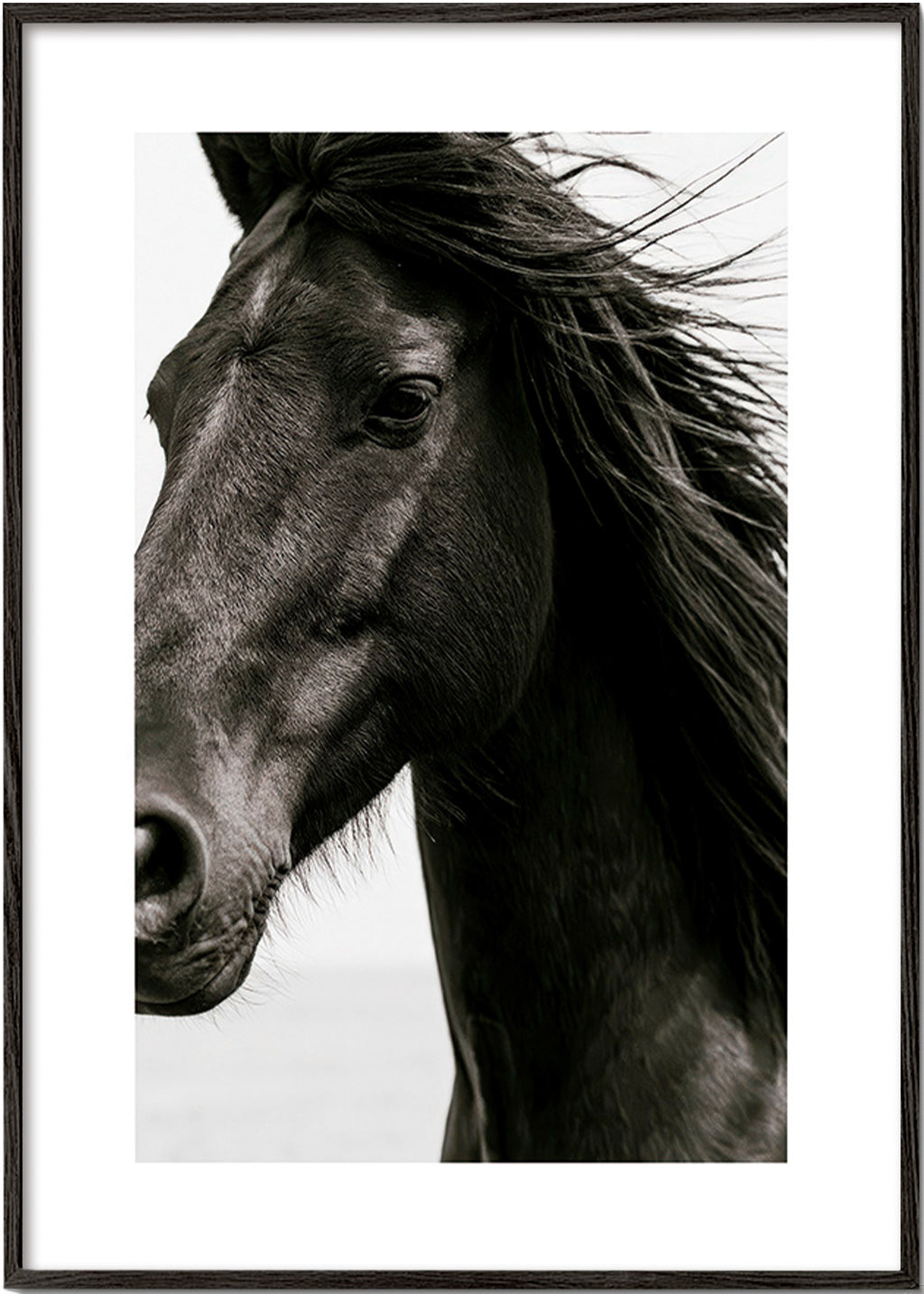 Retrato de cavalo preto