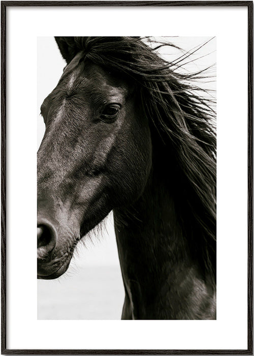 Retrato de cavalo preto