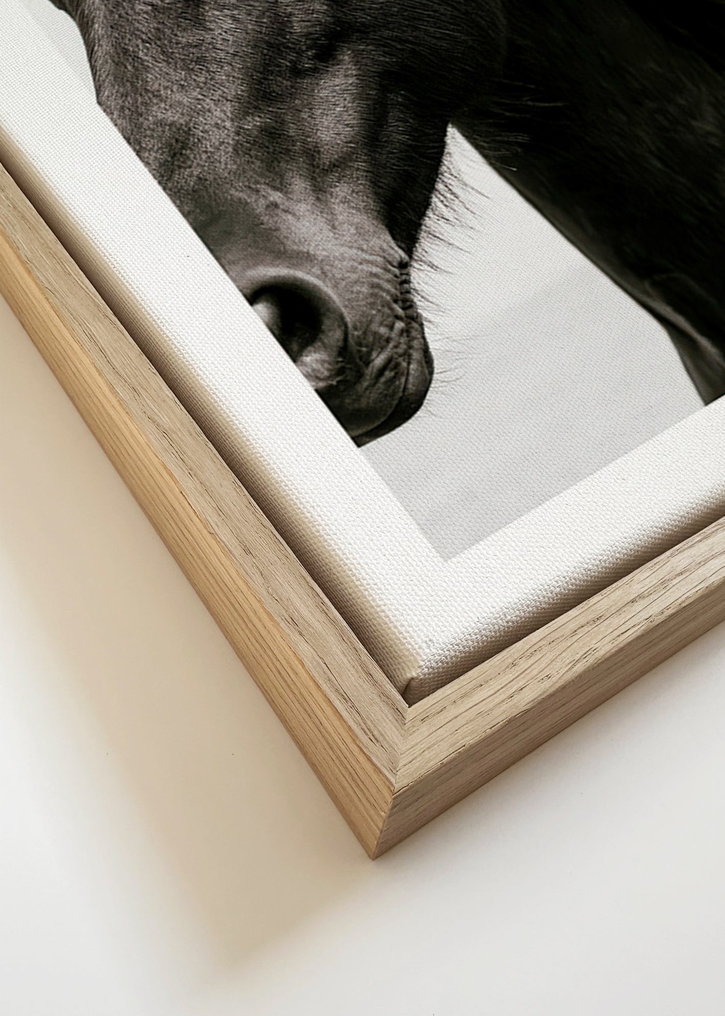 Retrato de cavalo preto