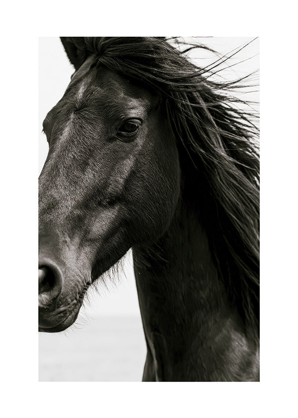 Retrato de cavalo preto