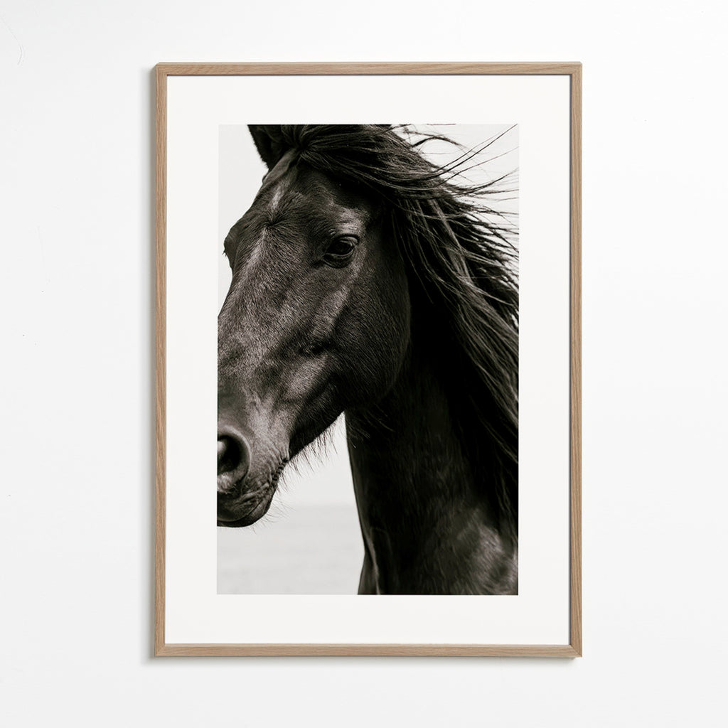 Retrato de cavalo preto