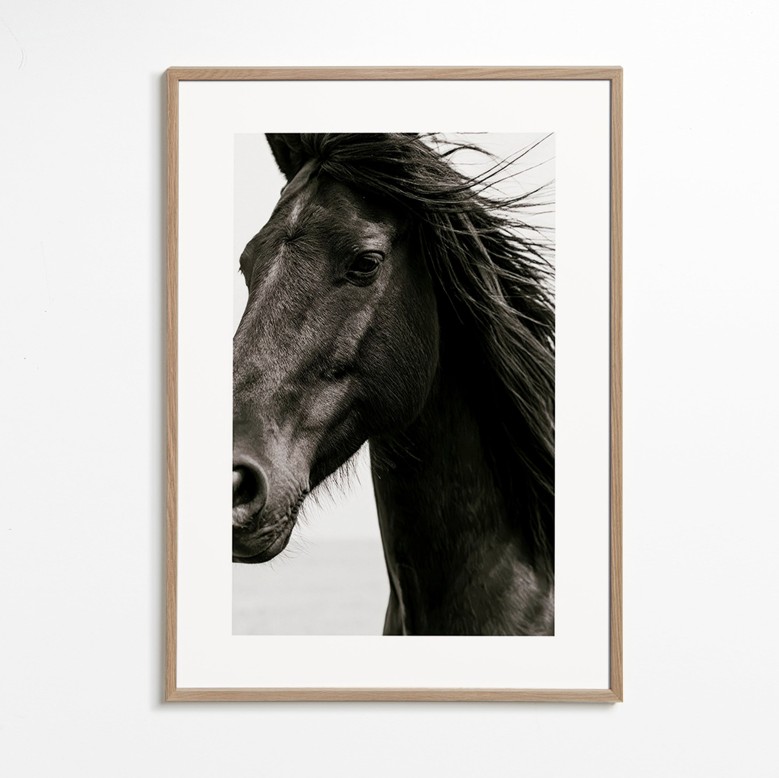 Retrato de cavalo preto
