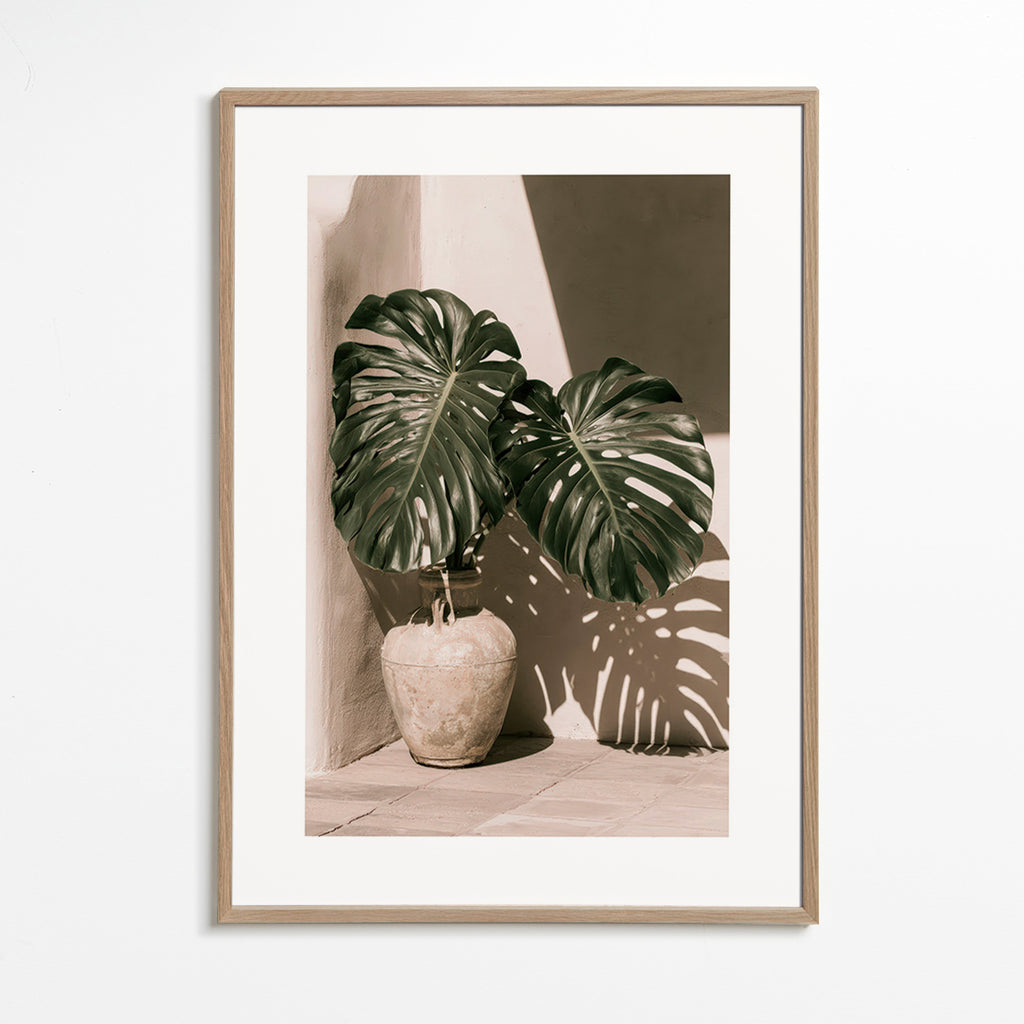 Estampa botânica Monstera em vaso